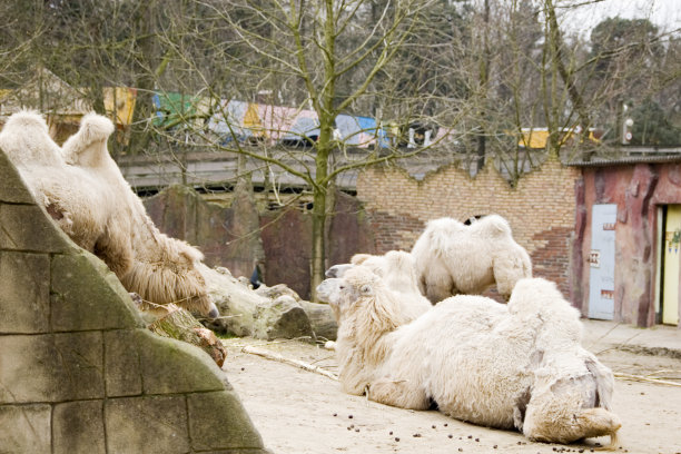 双峰驼(Camelus bactrianus)图片下载