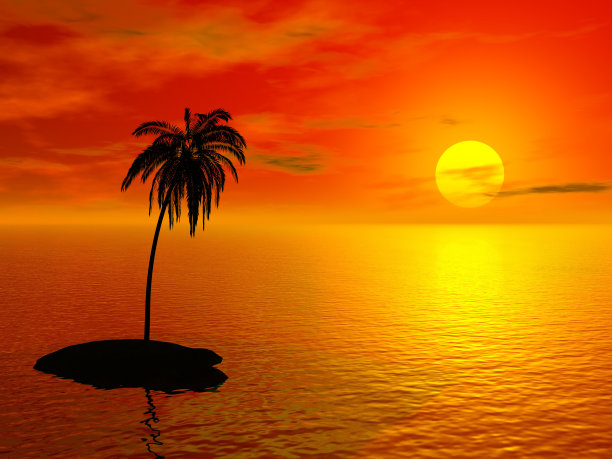 单棕榈图片下载