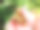 蜜蜂、花朵图片下载