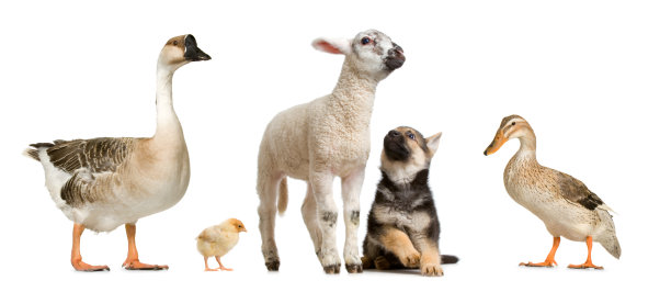 农场动物图片下载