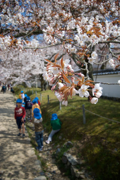 日本小学生在京都大护寺的樱花下玩耍图片下载