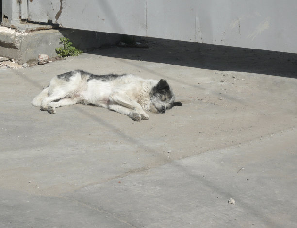 流浪狗在街上睡觉图片下载