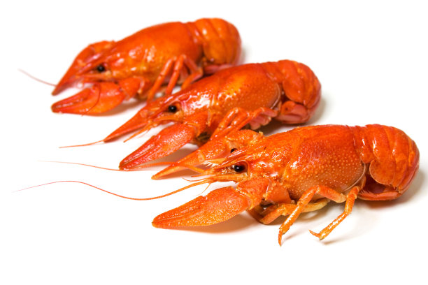 三个小龙虾图片下载
