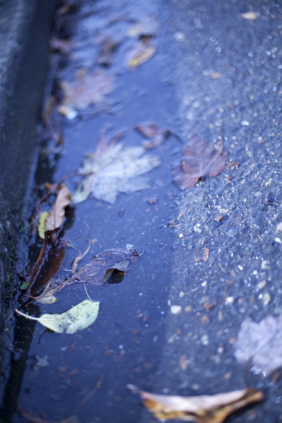 秋天的叶子图片下载