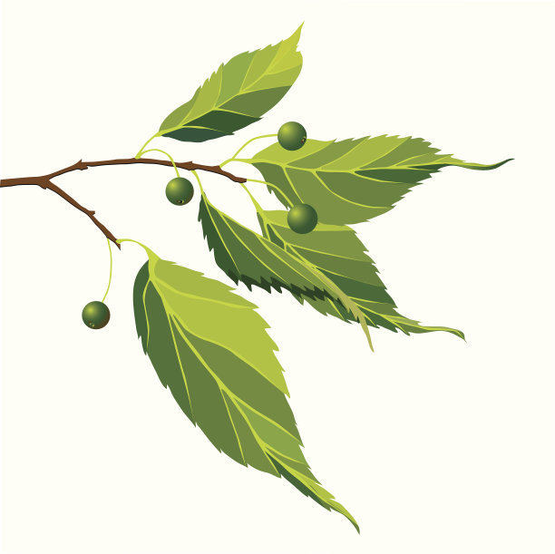 多叶树的树枝。图片下载