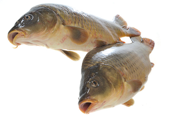 两个新鲜的鲤鱼图片下载