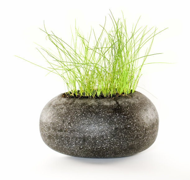 绿色植物在黑色的石头图片下载