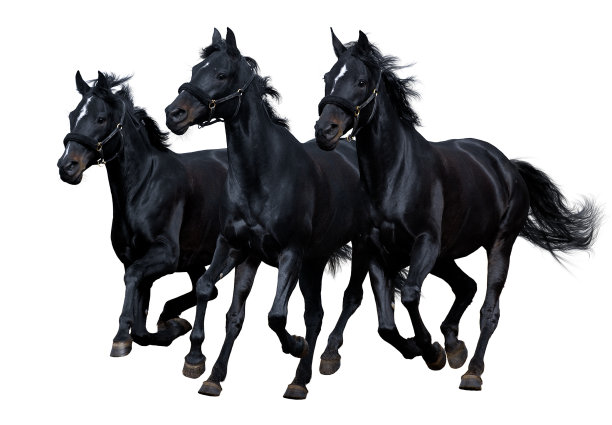 黑马-俄罗斯的三驾马车图片下载