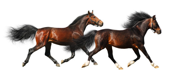 两种马小跑图片下载