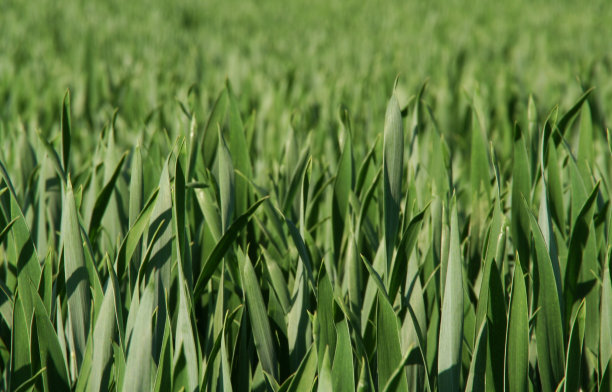 玉米树叶图片下载