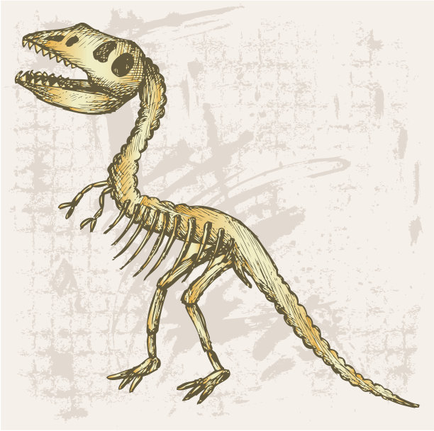 暴龙骨架图片下载