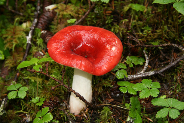 红色蘑菇图片下载