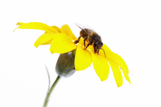 黄色的花，上面有一只虫子图片下载