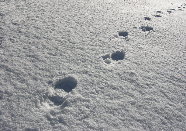 脚输出图片下载
