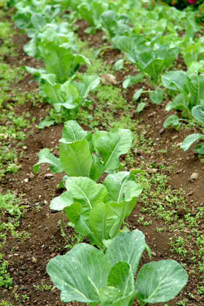 沙拉增长图片下载