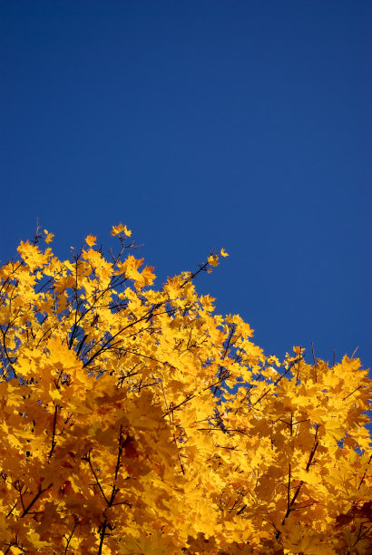 秋天的落叶图片下载