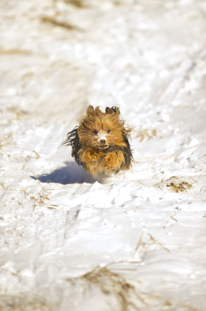 雪中奔跑的约克郡犬图片下载