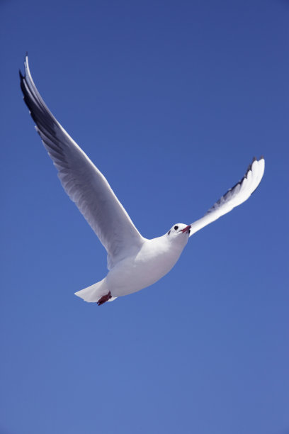 青い大空に羽ばたくカモメ图片下载