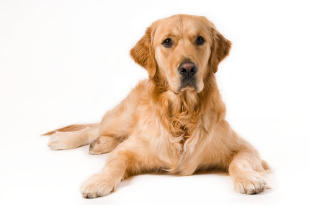 金毛猎犬图片下载