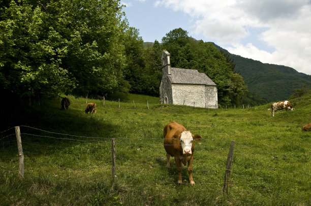 牧场教堂山的奶牛图片下载