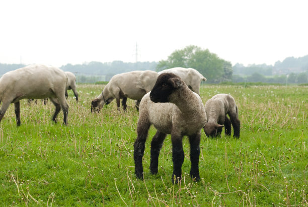 羊肉。图片下载