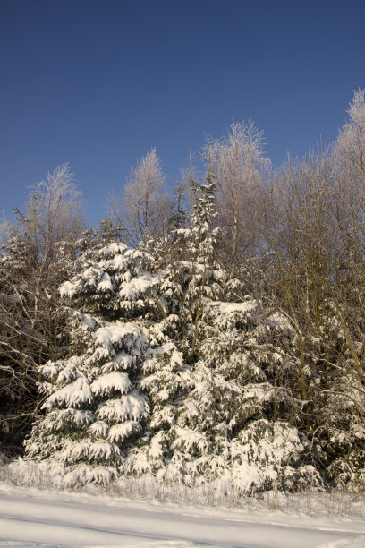 被雪覆盖的树图片下载