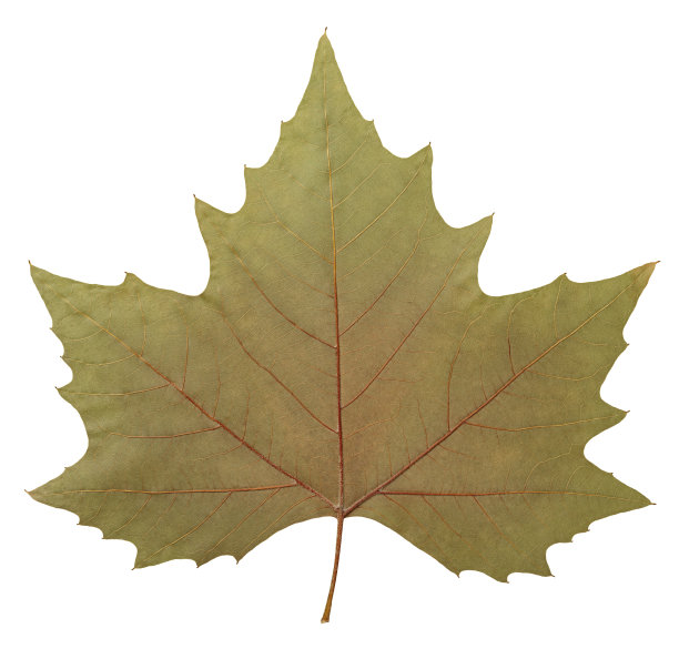 飞机树叶图片下载