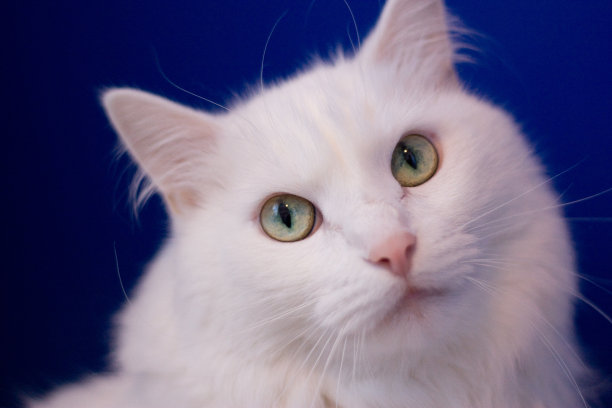 蓝色背景上的白猫图片下载