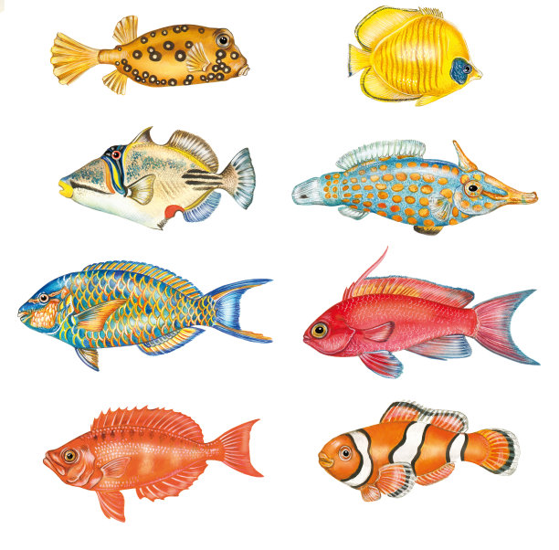 热带鱼图片下载