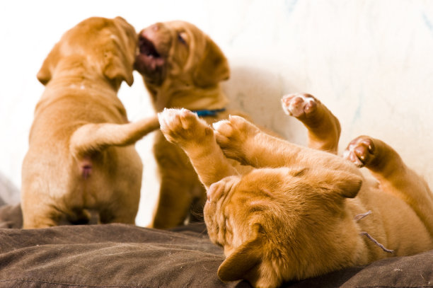 小狗玩图片下载