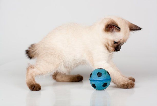 小猫与球图片下载