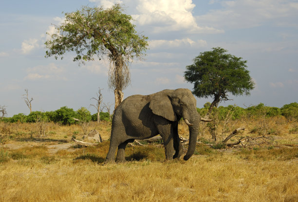 草原上的非洲象图片下载