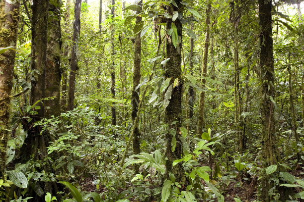 热带雨林内部图片下载
