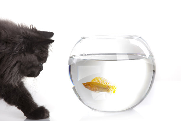 猫和鱼图片下载