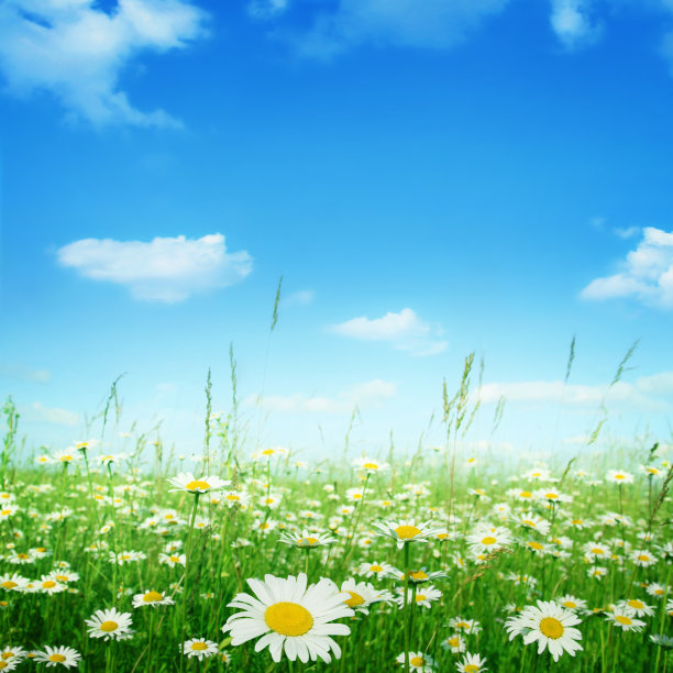 蓝天下的洋甘菊。图片下载