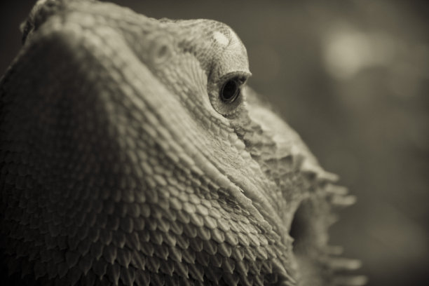 鬃狮蜥图片下载