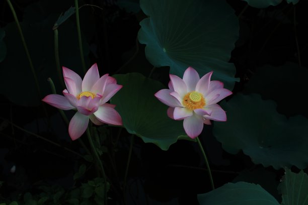 莲花盛开的图片下载