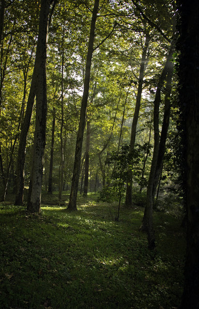 森林中的早晨图片下载