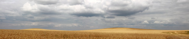 黑麦领域图片下载