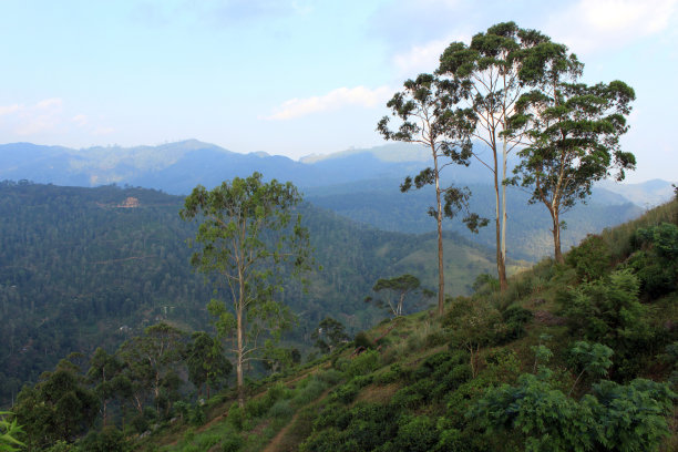 茶园山坡上的橡胶树图片下载