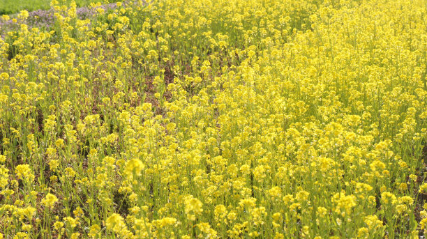 油菜籽，菜花图片下载