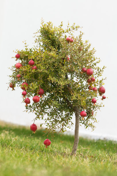 绿色背景下的石榴图片下载