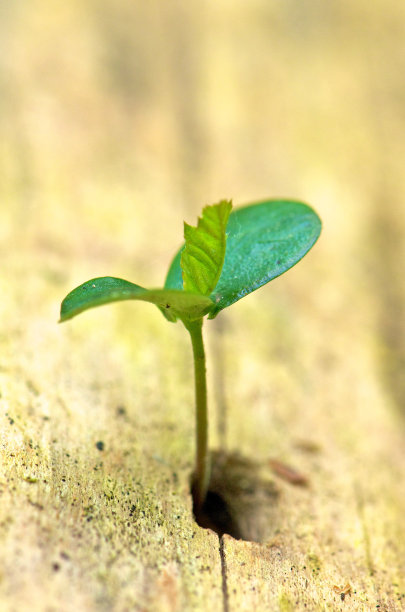 绿叶出木洞图片下载