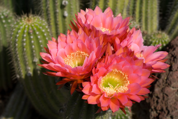 仙人掌开花图片下载