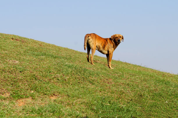 金毛猎犬图片下载