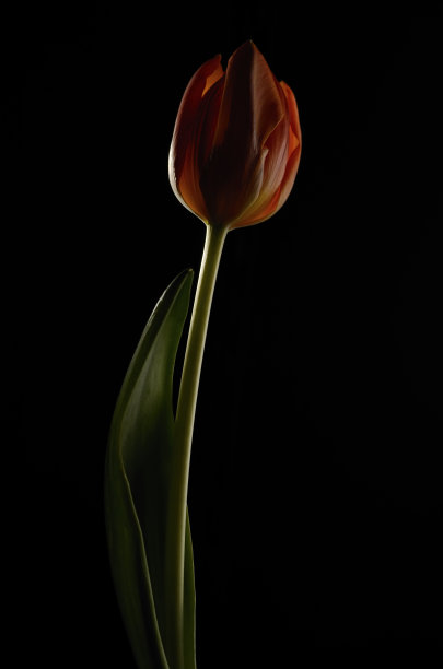 橙色的郁金香在黑色的背景图片下载