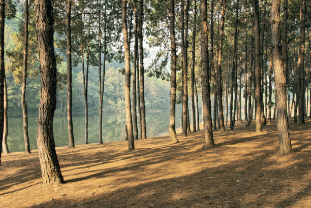 湖边有松树图片下载