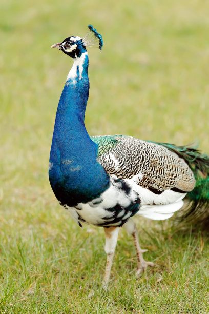 蓝孔雀图片下载