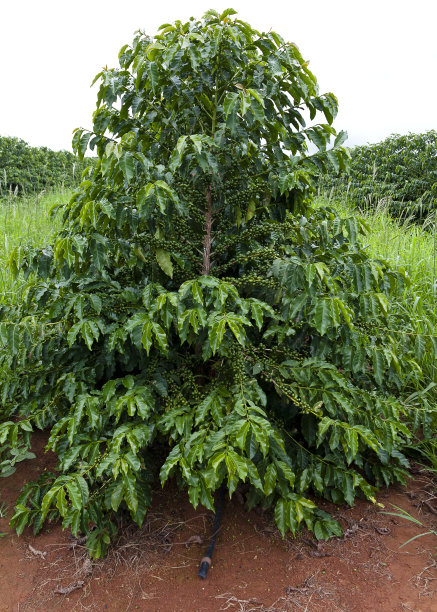 咖啡脚图片下载