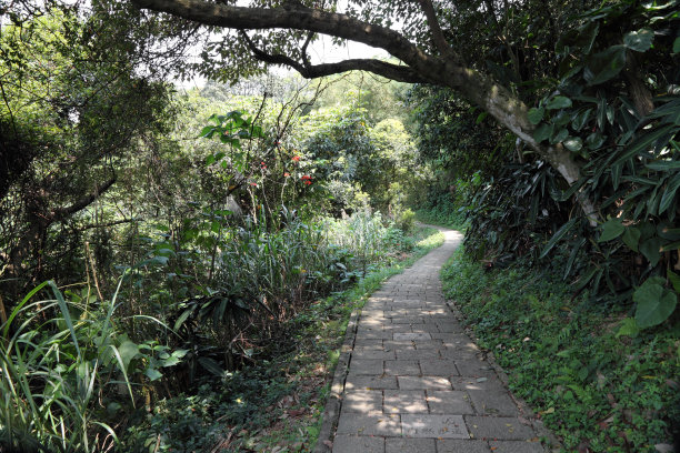 穿越热带森林的徒步旅行路线图片下载